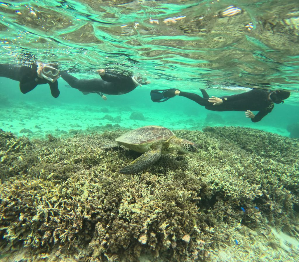 ウミガメシュノーケルツアー