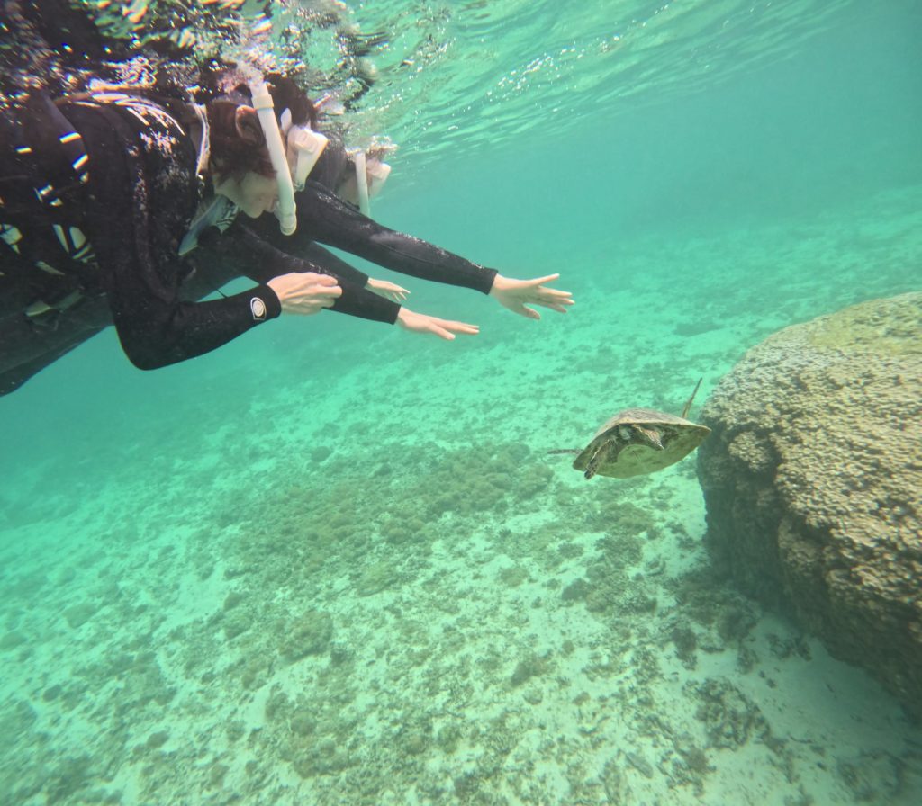 ウミガメシュノーケル