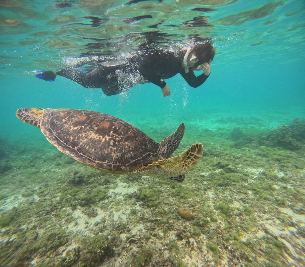 ウミガメシュノーケル